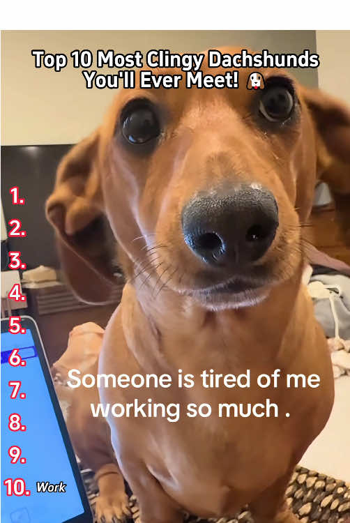 Living With a Dachshund = No Personal Space!🐾🤣🤣#tiktok #foryou #dog #dachshund #funny 