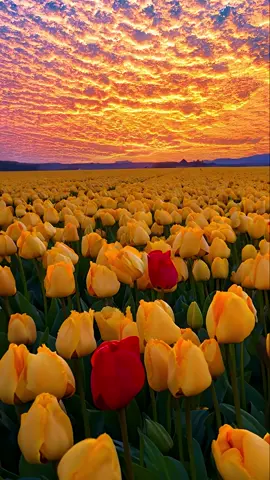 Sunset and You，you and me✨ #sunset #fyp 