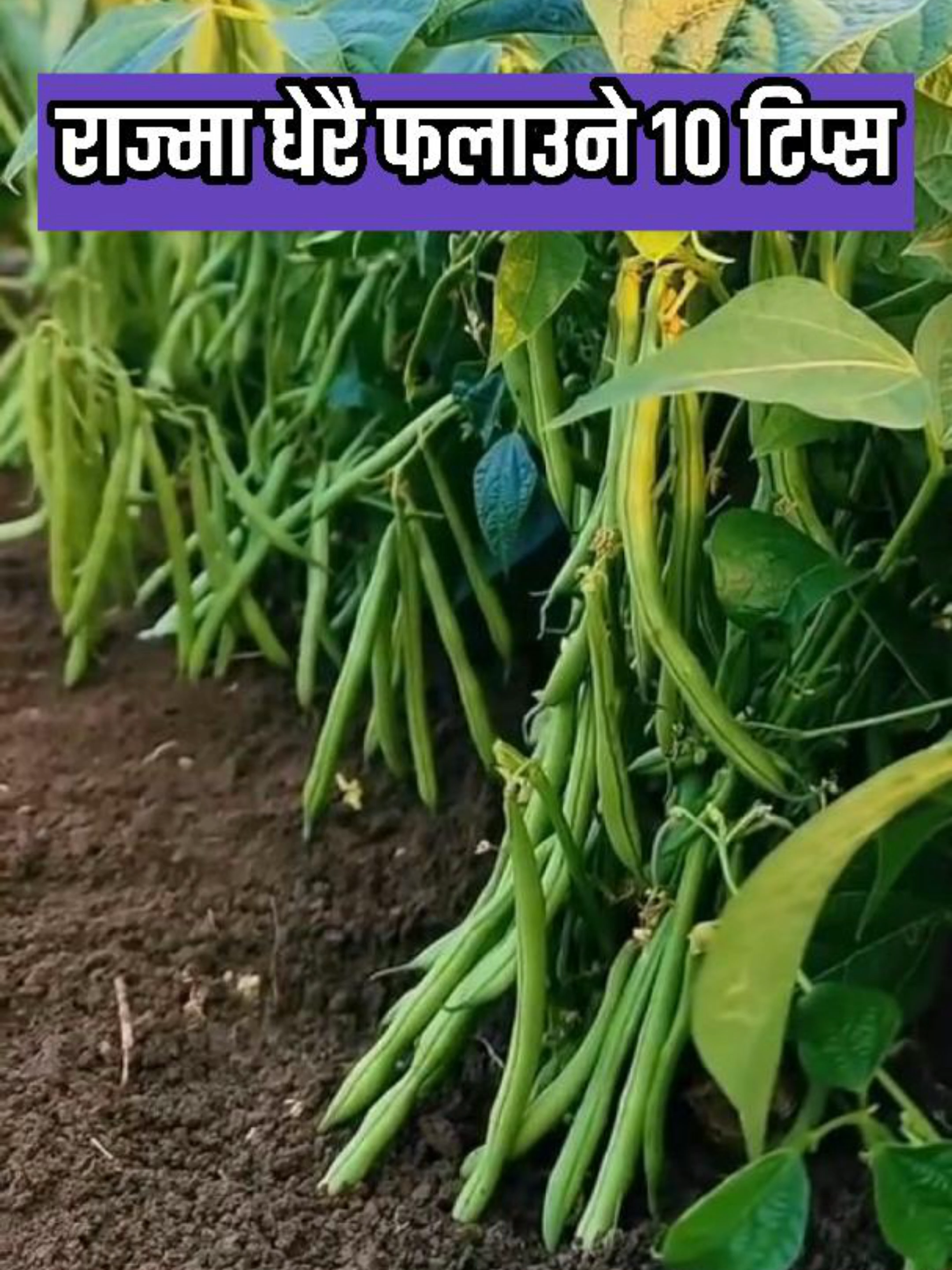 राज्मा खेती गर्ने किसानका लागि आवश्यक १० टिप्स 🌱 यी उपाय अपनाउँदा राज्मा उत्पादन दोब्बर हुन्छ! 🔥 #राज्मा #rajmakheti #KrishiKaKura #NepaliKrishi #FarmingTips #agriculturenepal #BeanFarming #HighYield #GaurabNeupane #AgricultureTips #कृषि