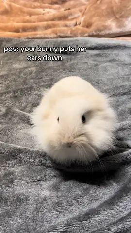 she’s bald..#bunnylove #bunny #funnybunny #fyp insp: @Vasya the bunny 