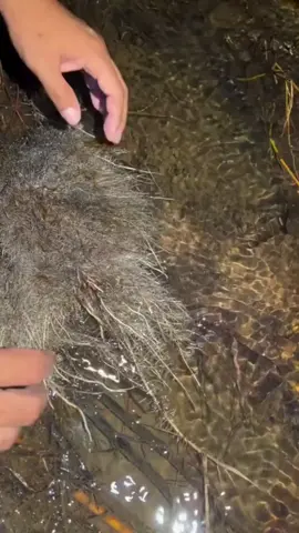 #синийлобстер 