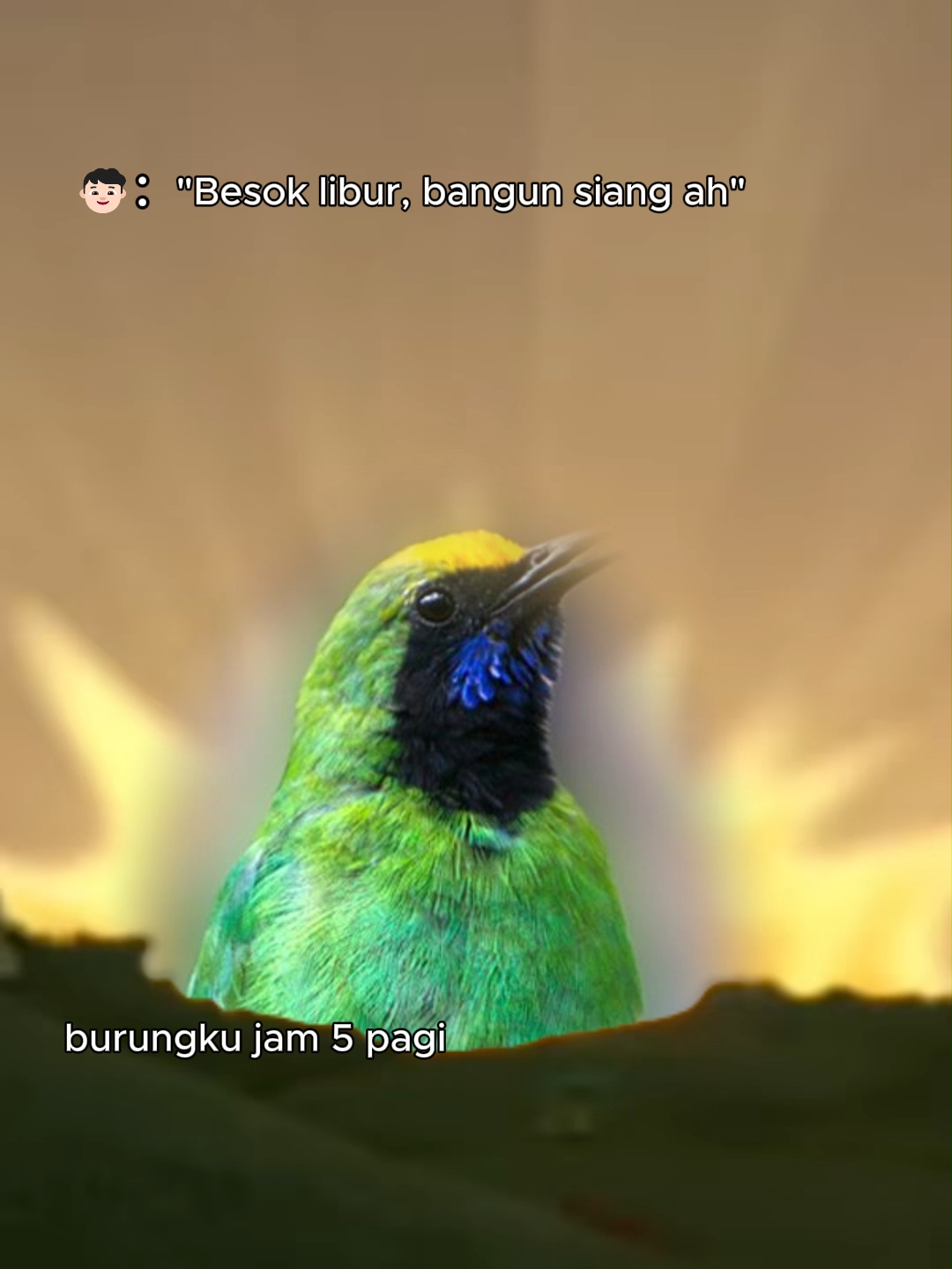 versi cucak ijo nih #biofeedpro #gacor #fyp #cucakijo #fypviralシ #cucakijomania