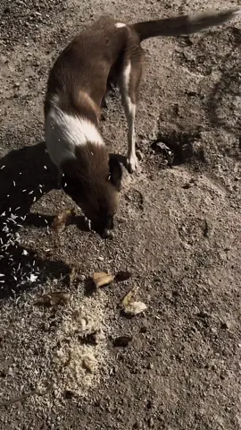 #كسر_الخواطر💔 #علي_المنصوري #معه احترامي للاوفياء_فقط🌹#