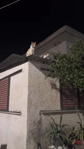 WWE Cat wrestlemania it’s insane #cat #kitten #WWE #baby #funny #animals #catlover #funnyvideos #catsoftiktok #cute 