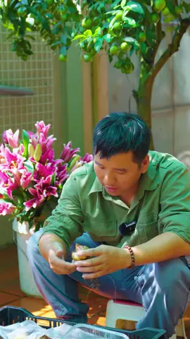 Cách ủ củ ly sao cho khi trồng cây ra nhiều tai nhất #levanca #hoahongmelinh 