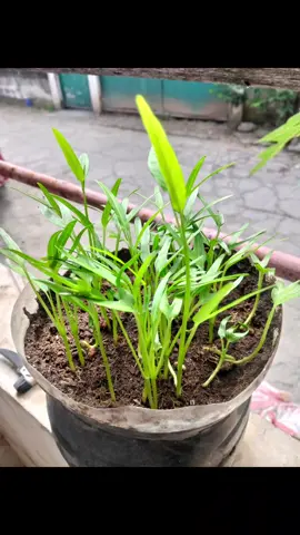 Chinese kangkong Day 1- Day 7 madaling itanim bilis lumaki 🤘#chinesekangkong #kangkong #1millionaudition #fyp #tiktokmademebuyit 