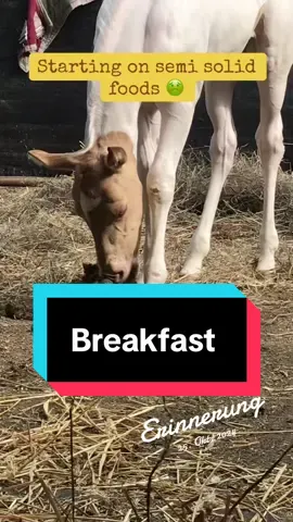 #erinnerung they have odd taste at that age 😅 but they actually need this in their diet 