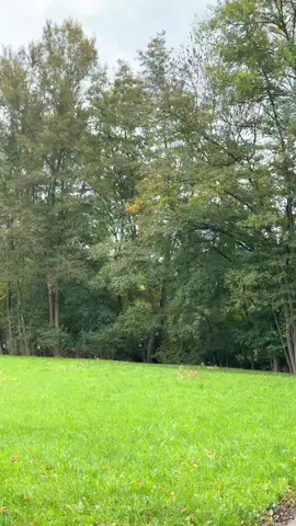 #جمال #سماء🌫غيوم🌲 #طبيعة💖🤍 #اشجار #المانيا❤️🌲مناظر ساحرة🇩🇪 💐قرية🌲جبال⛰️