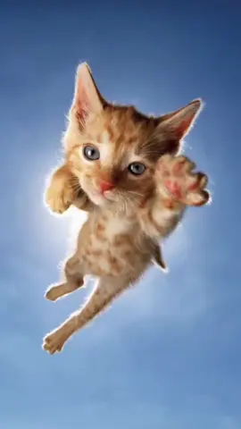 Come fly with meow #fyp #me #cute #cat 