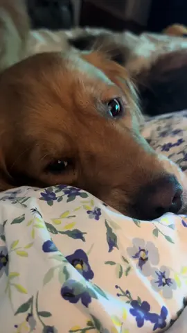 I’d give you the world #dogsoftiktok #dogs #fyp #goldenretriever #goldensoftiktok 