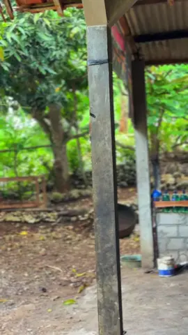 Kumbah resik gk lebokne meneh  #mxnew #njmx #mxprostreet 