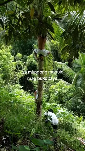 🌴🌴