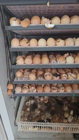 Improved kienyeji chicks available 1-3 days @100 [SASSO,KUROILERS,RAINBOW,KARI kenbro] Every wednesday &thurdsay.  We are located in mwihoko Nairobi and deliver chicks countrywide . contact me via 0729544936  happy weekend #improvedkienyeji  #eaglespoultryfarm  #sasso  #kuroilers  #kenyanfarmer 