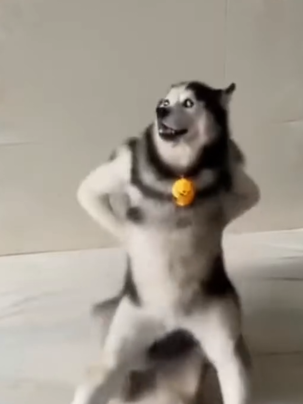 Husky dance daily 🤣 #funny 