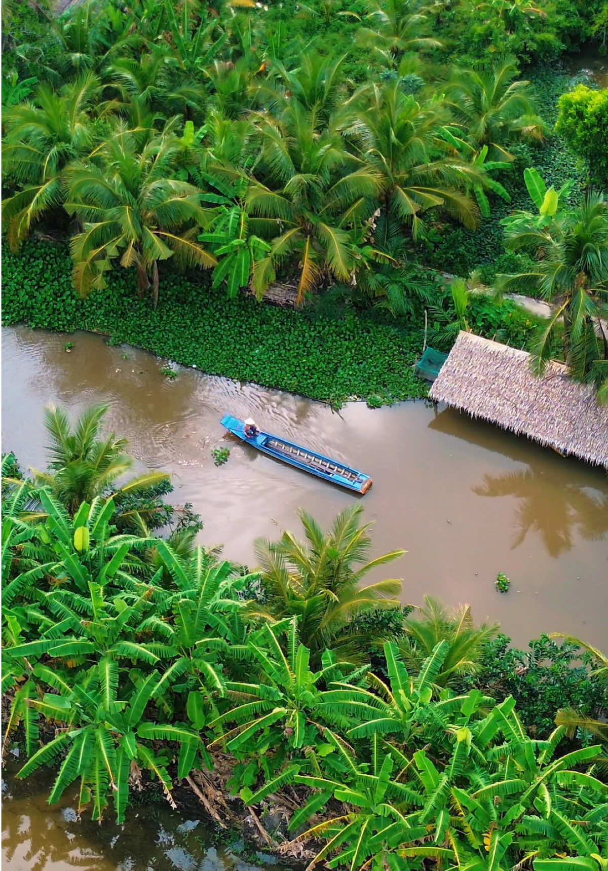 Trời mưa trên khóm mía lau... Bông Bí Vàng Hương Lan, Video Huỳnh Phú Tiến, Cảnh đẹp Sóc Trăng #huynhphutien #soctrang #mientay #huonglan #bongbivang 