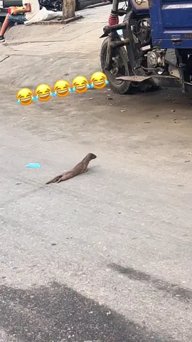#fyp 😂😂😂😂😂😂😂😂😂