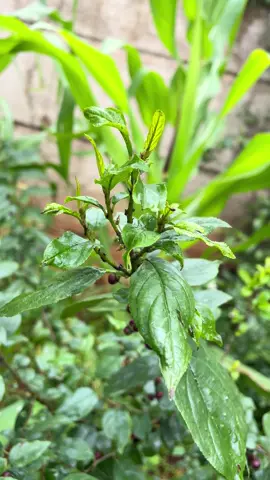 #fyp #ethiopian_tik_tok🇪🇹🇪🇹🇪🇹🇪🇹 #oromotiktok #ethiopian_tik_tok 