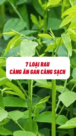 7 loại rau càng ăn gan càng sạch mọi người lưu lại để dùng nhé #thaoduoc #thucphamtotchogan #caythuocquanhta #thanhlocgan #thaoduocquanhta 
