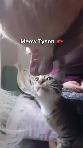 Meow Tyson goated 🐐#fyp #boxing🥊 #boxraw #edits #edit 