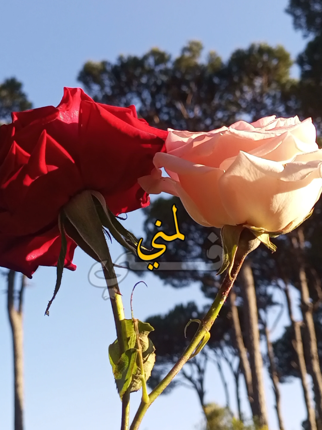 #CapCut #راشد_الماجد  #viral #reels #lavendr81 