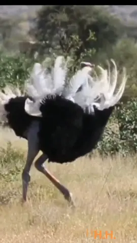 #macarenaremix #funnytiktok #bird #dancer #animal 