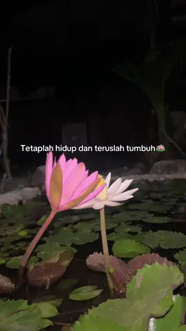 #psht #pshtpusatmadiun #fypシ゚ #4u #xybca 