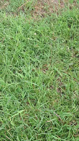 วัยรุ่นรถปั้น😅🔥✨️#วัยรุ่นเมืองคง #อีแต๋นซิ่งโคราช🏁 #fypシ 