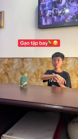 Gạo ngoan bay qua tay anh 🦜#vetlovebird #xuhuong 