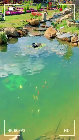 Bình yên là khi lòng không vui cũng chẳng buồn ! #chill #coffee #homestay #dulichdalat 