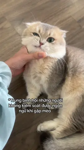 Hội những người không thể kiểm soát dc hành vi 🤩 #cat #titi #pet #xuhuong 