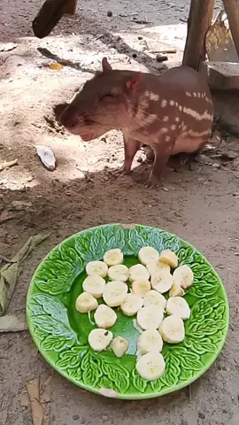 #a minha paquinha comendo banana 🍌🍌🍌
