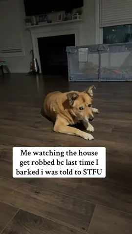 Mindin my damn business 👀#dogsoftiktok #newfie #dogtok #dogvideos #funnydogs