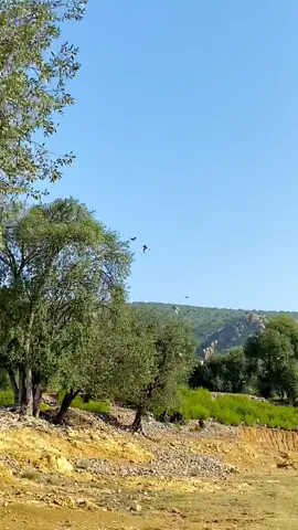 #پشتون_تاجیک_هزاره_ازبک_زنده_باد🇦🇫 #💔🥹🥀 #daraadamkhel😍🥀✌️ #video #grow 