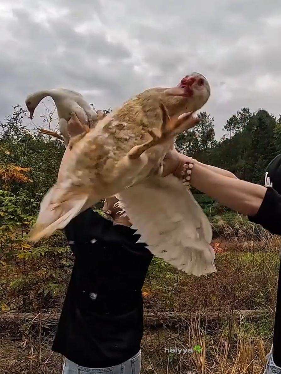 you can watch on ytb DurianCulture_Official with Eng subtitle, and there is a schedule #LiPeiEn #JiangHeng #QiuDingJie #Desire4 