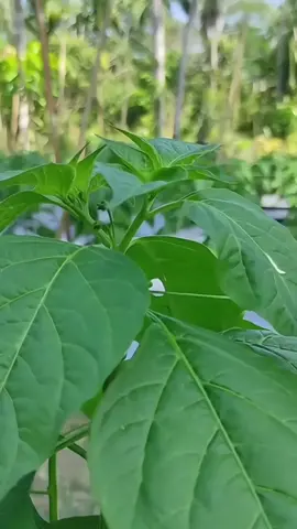 Solusi mengatasi daun cabai kriting maupun menguning cukup dengan menggunakna pestisida nabati  #pestisidanabati #cabai #cabaikriting #pestisida #daunmenguning 