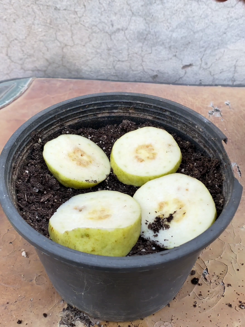 how to grow guava at home #garden #viral #foryoupage #plants #fyp 