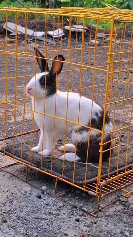 #probolinggo_jawatimur #kelincisyur #kerapankelinci #fyppppppppppppppppppppppp #CapCut 