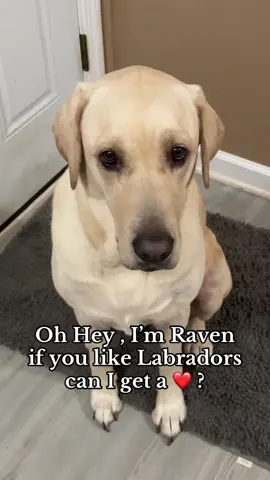 #dogsoftiktok #fyp #doggy #cutedog #raventheyellowlabrador