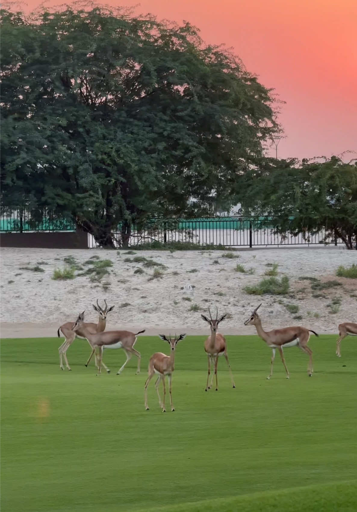 🦌🦌 #abudhabi 