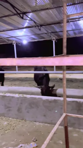 #foryou #onthisday #fyupage #fypシ゚viral  @waqas binder @Faisal Kamboh @Ch Shani jutt @میاں ا0ا آلہ🦁 @#طیب رشید # 