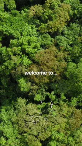 Welcome to… Uganda 🇺🇬 #africasafaritrips #africasafari #ugandasafari #uganda #gorillatrekking 