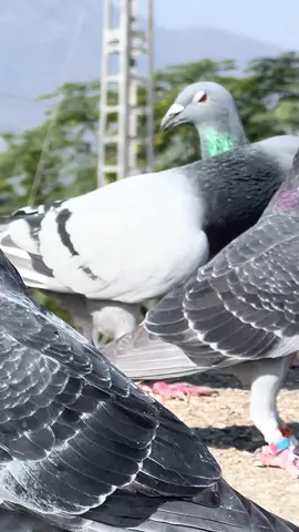 #afridipigeonloft #uae #pakistan #racingpigeon #pigeon 