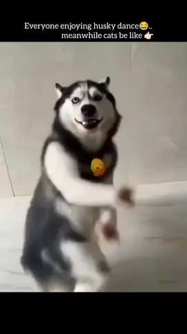 😺: pootiku naanga varalamaa 😼💃🏻 #huskydance #husky #onemillionaudition #viral #1kviews 
