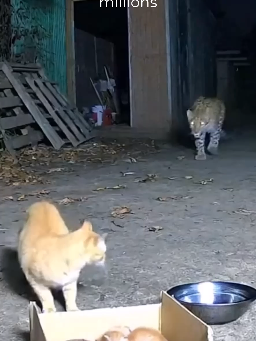 “Tiny tiger” mom cat chases leopard to save her babies. 🐱👑🐆 Made using VideoGen AI—text to viral. Tap Bio to try! 🌍🔥 💬 Like, comment & follow! Bio: https://solo.to/chicglow Ghost: https://s.click.aliexpress.com/e/_c2JeoXtv VideoGen: https://videogen.io?fpr=long13