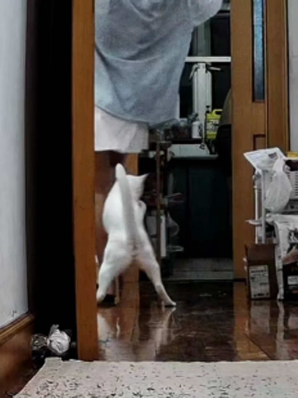 He beat me 😤#catlover #kittycat #cat 