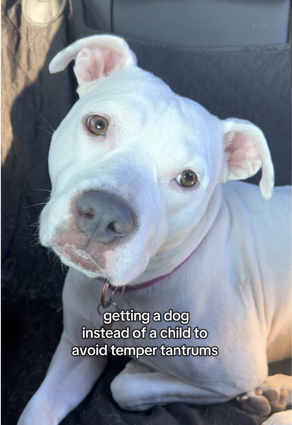 She can be very demanding 🤭 #fyp #dogsoftiktok #bullybreeds #foryoupage #pitbull 