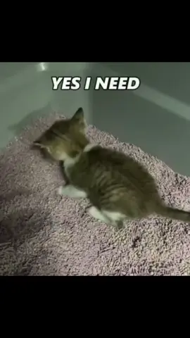SONGNAME???🤯👀🤩 #hardtekk #catvideos #remix #butterfly 