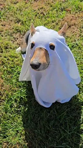 #ghost #dog #corgi #halloween  #fyp 