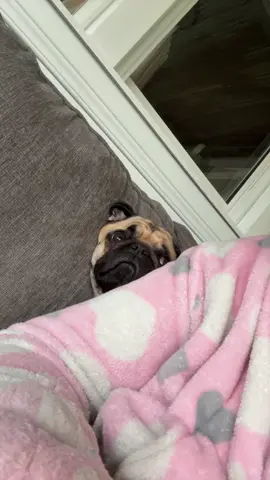 She is ✨baby girl✨ #babygirl #dogsoftiktok #pugsoftiktok #pug 