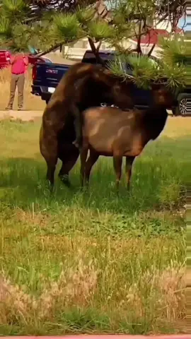 elk meeting amazing scene just for awareness and education for people's #americcan #ElkMeeting #fyp #foru #americananimal 